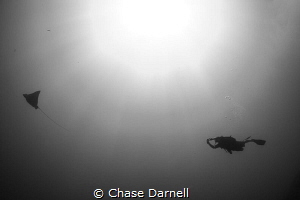 "The Chase"
Encounters like this is why we dive the Nort... by Chase Darnell 